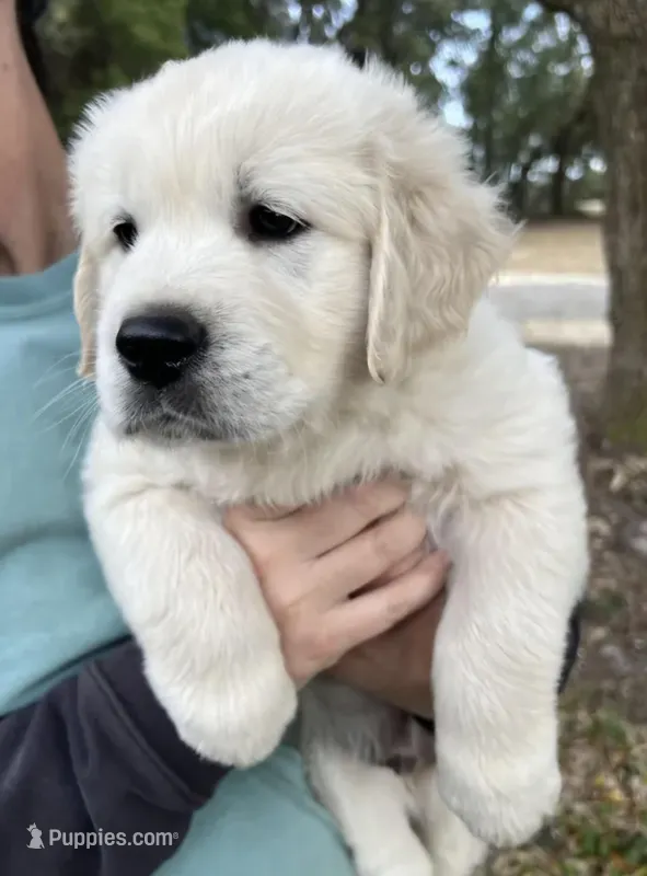 Nala – English Cream Golden Retriever puppy for sale in Hesperia, CA