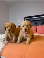 Dragon, a male Golden Retriever for sale in Hesperia, CA – Photo 4 of 4