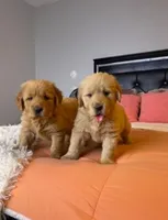 Dragon, a male Golden Retriever for sale in Hesperia, CA – Photo 3 of 4