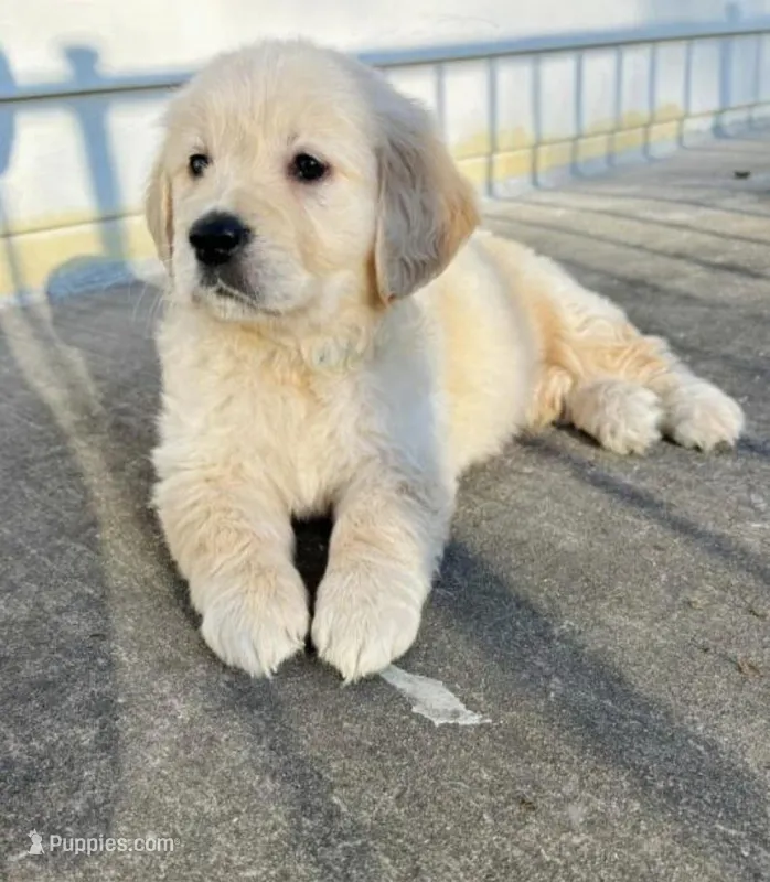 Leo – English Cream Golden Retriever puppy for sale in Hesperia, CA