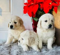 Leo, a male English Cream Golden Retriever for sale in Hesperia, CA – Photo 3 of 4