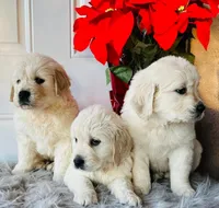 Leo, a male English Cream Golden Retriever for sale in Hesperia, CA – Photo 2 of 4