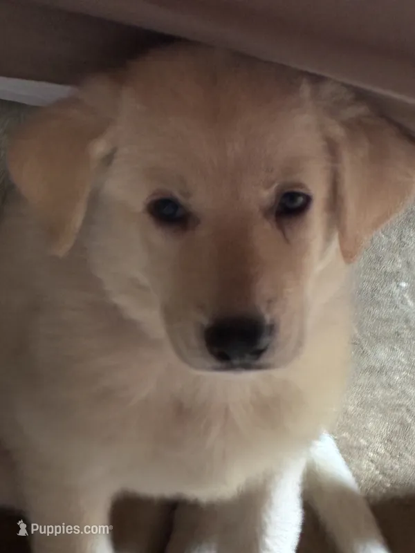 Lucy – German Shepherd Dog puppy for sale in Fort Worth, TX