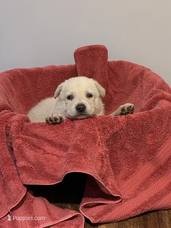 Charleston – German Shepherd Dog puppy for sale in Fort Worth, TX