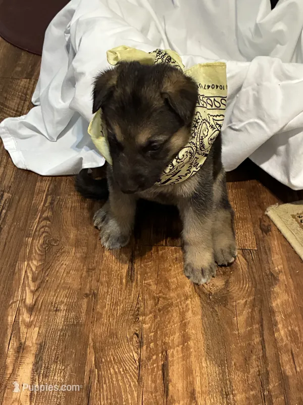 Suzy – German Shepherd Dog puppy for sale in Fort Worth, TX