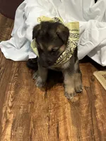 Suzy, a female German Shepherd Dog for sale in Fort Worth, TX – 1 of 3