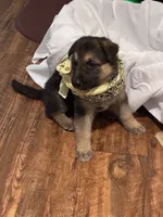 Suzy, a female German Shepherd Dog for sale in Fort Worth, TX – 2 of 3