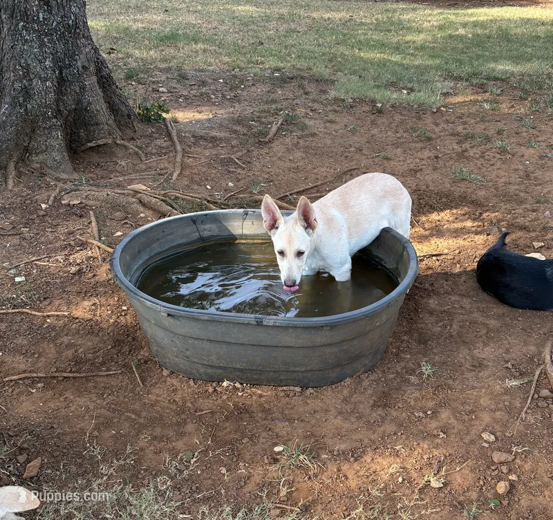 Charlie – German Shepherd Dog puppy for sale in Fort Worth, TX