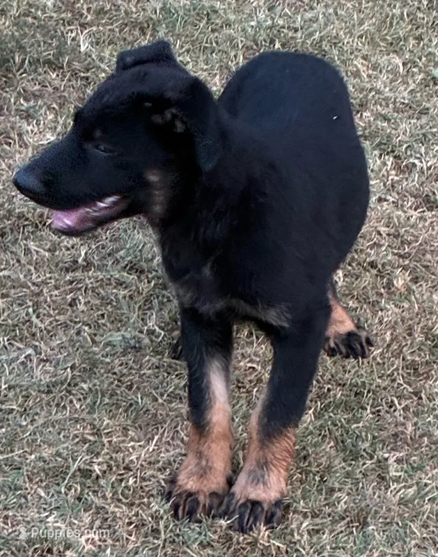 Jesse – German Shepherd Dog puppy for sale in Fort Worth, TX
