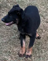 Jesse, a male German Shepherd Dog for sale in Fort Worth, TX – 3 of 8