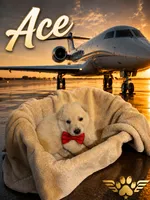 Ace, a male German Shepherd Dog for sale in Fort Worth, TX – 1 of 4