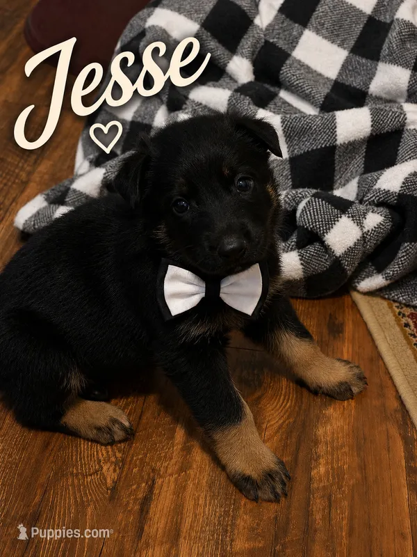 Jesse – German Shepherd Dog puppy for sale in Fort Worth, TX