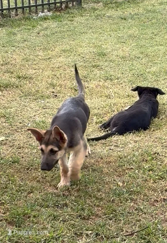 Suzy – German Shepherd Dog puppy for sale in Fort Worth, TX