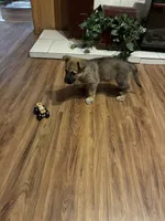 Kiera, a female German Shepherd Dog for sale in Fort Worth, TX – Photo 5 of 5