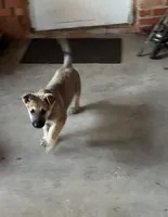 Kiera, a female German Shepherd Dog for sale in Fort Worth, TX – Photo 3 of 5