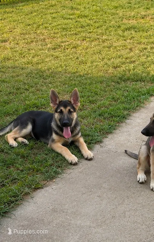 Suzy – German Shepherd Dog puppy for sale in Fort Worth, TX