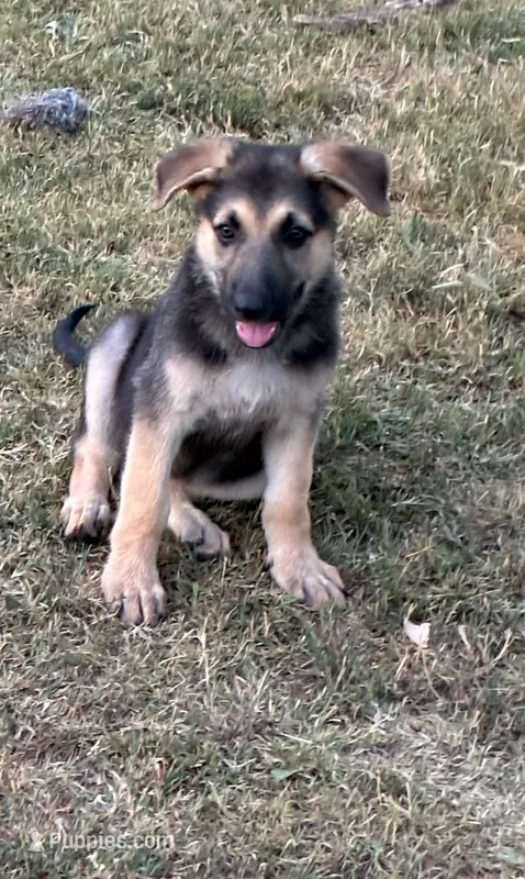 Suzy – German Shepherd Dog puppy for sale in Fort Worth, TX