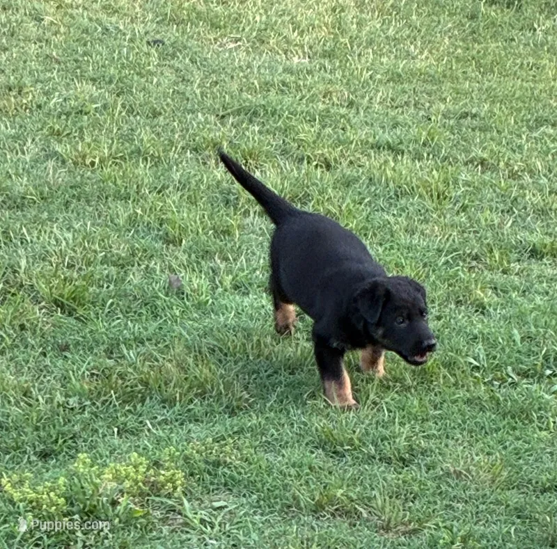 Jesse – German Shepherd Dog puppy for sale in Fort Worth, TX