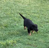 Jesse, a male German Shepherd Dog for sale in Fort Worth, TX – 7 of 8