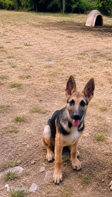 Suzy – German Shepherd Dog puppy for sale in Fort Worth, TX
