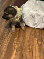 Suzy, a female German Shepherd Dog for sale in Fort Worth, TX – 3 of 3