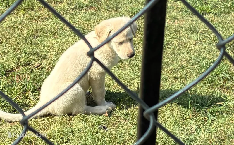Lucy – German Shepherd Dog puppy for sale in Fort Worth, TX