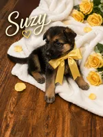Suzy, a female German Shepherd Dog for sale in Fort Worth, TX – 2 of 2