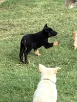 Jesse, a male German Shepherd Dog for sale in Fort Worth, TX – 8 of 8