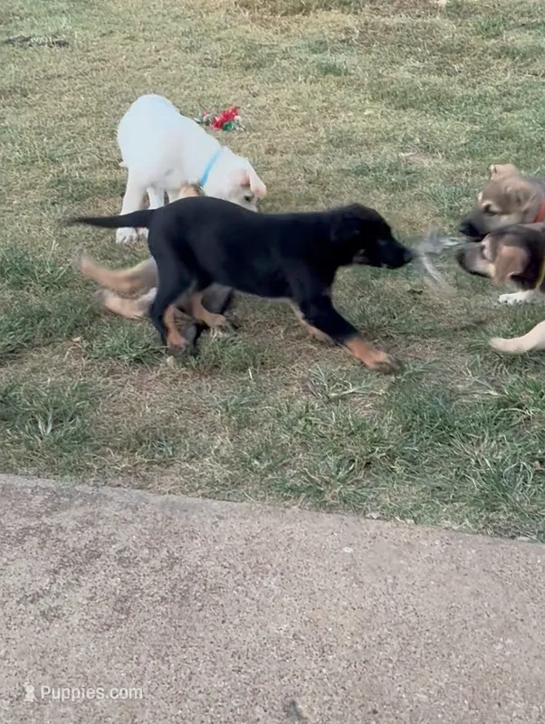 Jesse – German Shepherd Dog puppy for sale in Fort Worth, TX