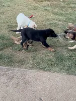 Jesse, a male German Shepherd Dog for sale in Fort Worth, TX – 4 of 8