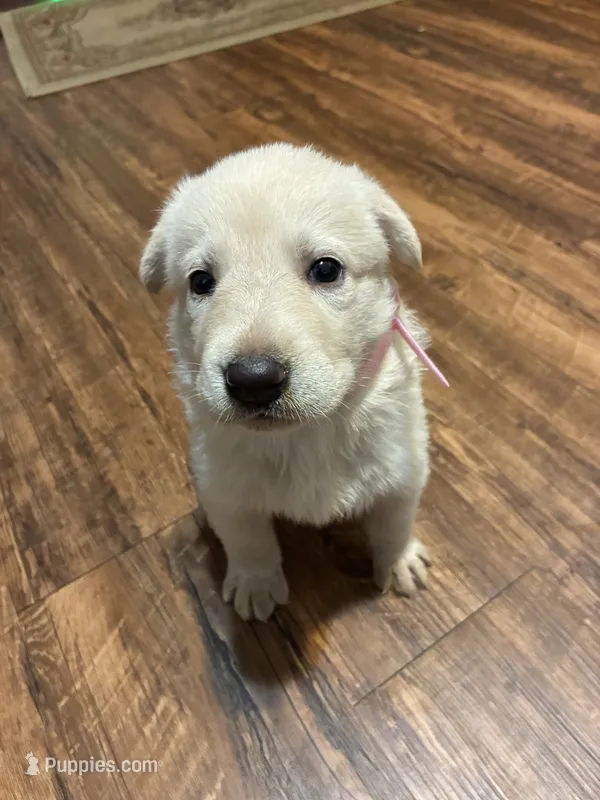Lucy – German Shepherd Dog puppy for sale in Fort Worth, TX