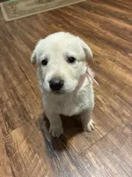 Lucy, a female German Shepherd Dog for sale in Fort Worth, TX – 1 of 3