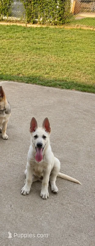 Charlie – German Shepherd Dog puppy for sale in Fort Worth, TX