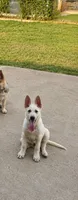 Charlie, a male German Shepherd Dog for sale in Fort Worth, TX – 2 of 8
