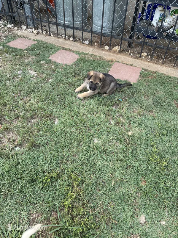 Heidi – German Shepherd Dog puppy for sale in Fort Worth, TX