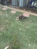 Heidi, a female German Shepherd Dog for sale in Fort Worth, TX – 2 of 4