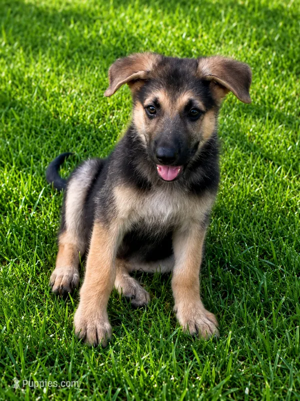 Suzy – German Shepherd Dog puppy for sale in Fort Worth, TX