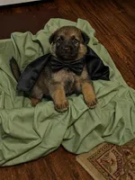 Max, a male German Shepherd Dog for sale in Fort Worth, TX – 1 of 2