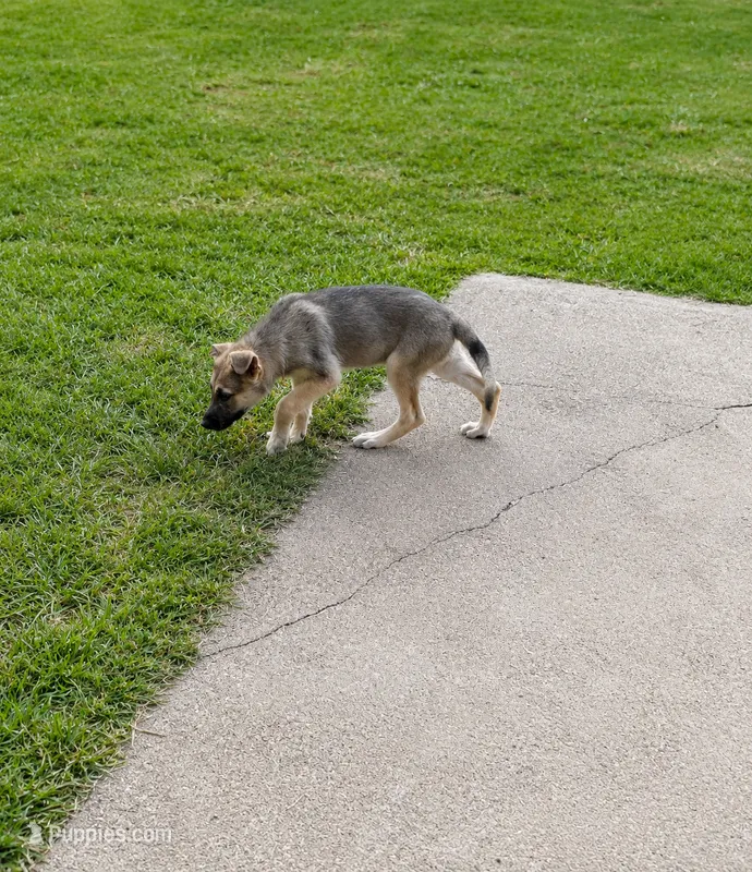 Heidi – German Shepherd Dog puppy for sale in Fort Worth, TX