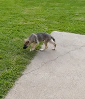 Heidi, a female German Shepherd Dog for sale in Fort Worth, TX – 4 of 4