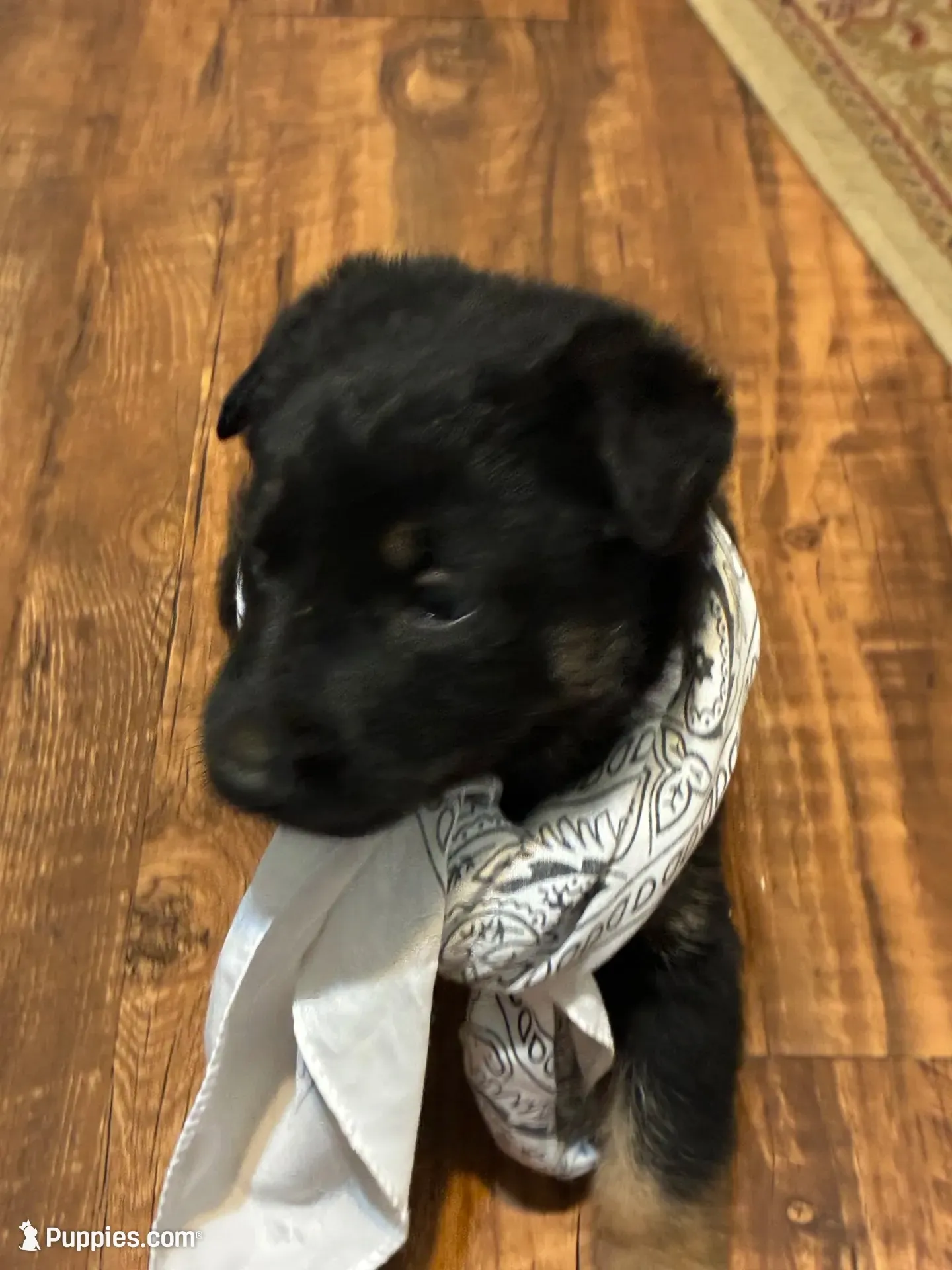 Jesse, a male German Shepherd Dog for sale in Fort Worth, TX – 2 of 4