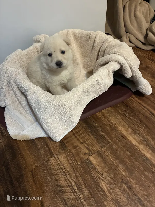 Ace – German Shepherd Dog puppy for sale in Fort Worth, TX