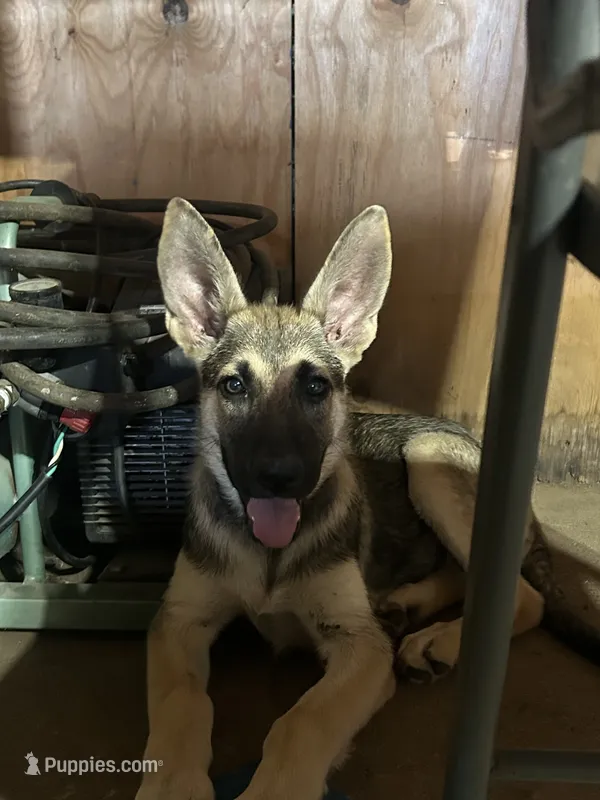 Heidi – German Shepherd Dog puppy for sale in Fort Worth, TX