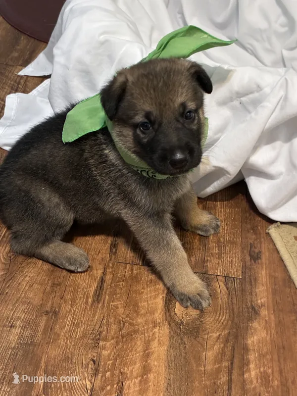 Max – German Shepherd Dog puppy for sale in Fort Worth, TX
