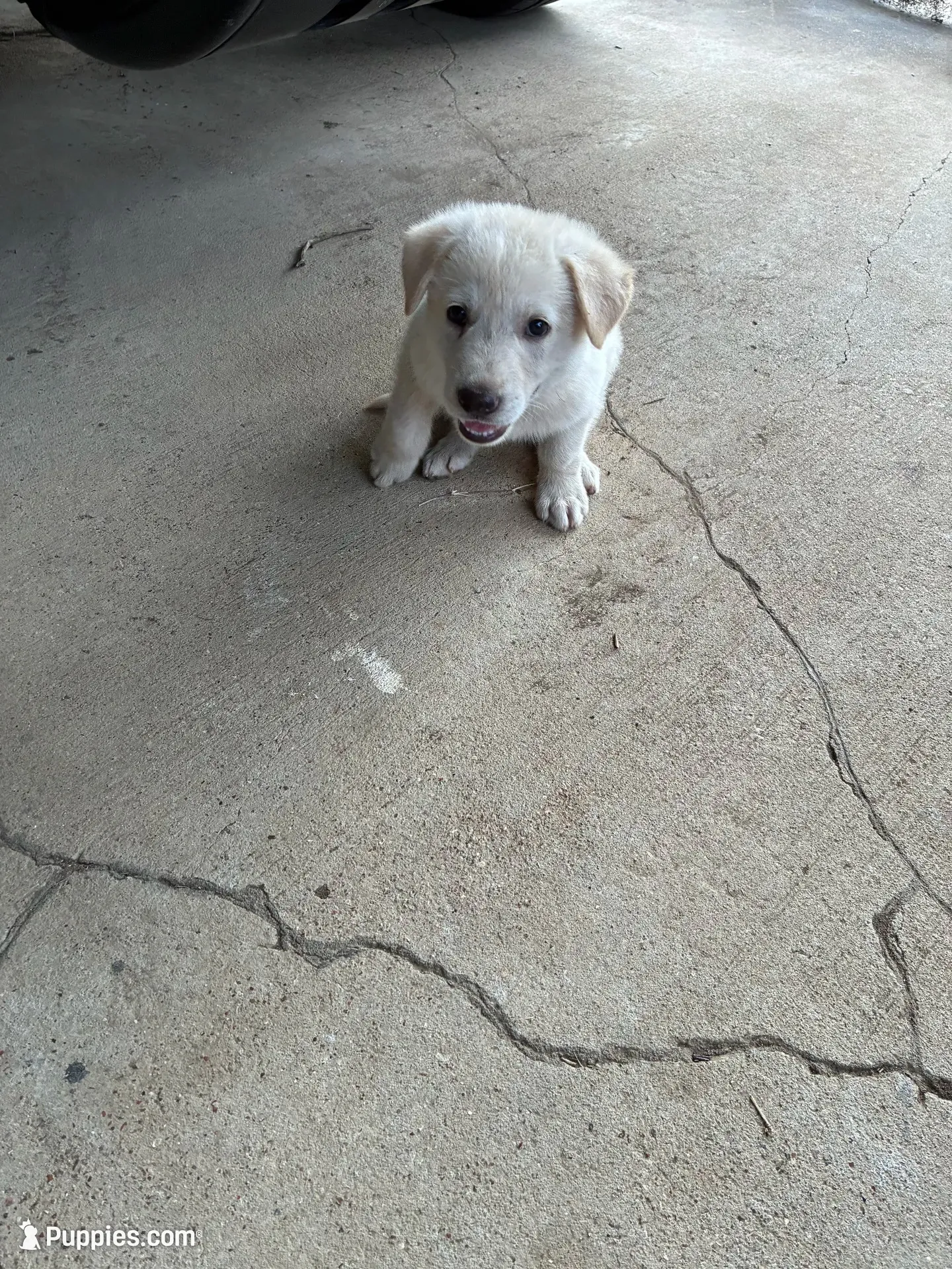 Lucy, a female German Shepherd Dog for sale in Fort Worth, TX – 5 of 6