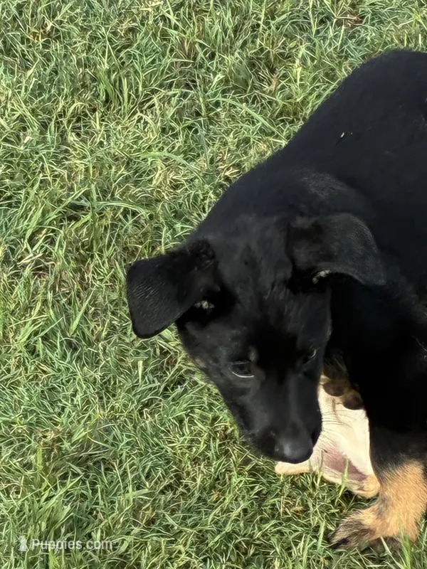 Jesse – German Shepherd Dog puppy for sale in Fort Worth, TX