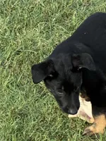 Jesse, a male German Shepherd Dog for sale in Fort Worth, TX – 6 of 8