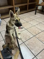 Kiera, a female German Shepherd Dog for sale in Fort Worth, TX – Photo 3 of 6