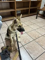 Kiera, a female German Shepherd Dog for sale in Fort Worth, TX – Photo 1 of 6