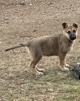 Kiera, a female German Shepherd Dog for sale in Fort Worth, TX – Photo 4 of 6